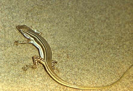 Eremias lineolata, ���������� ������, ������� ����