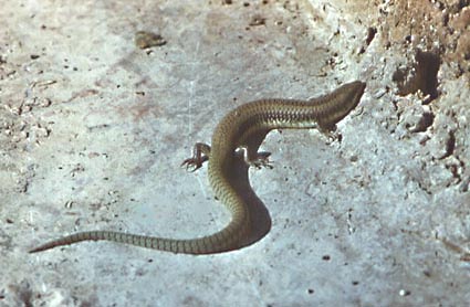 Eumeces taeniolatus, �������� �����, ������� ����