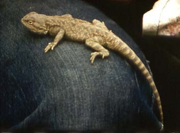 Trapelus sanguinolentus, ������� �����, ������� ����