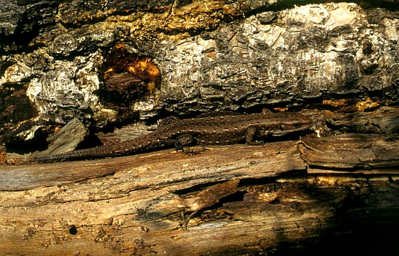 Lacerta vivipara, ����������� �������, ������� ����