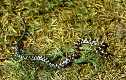 Lycodon striatus, волкозуб, цветное фото