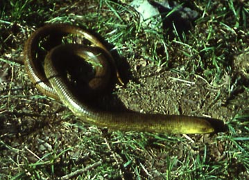 Pseudopus apodus, ����������, ������� ����