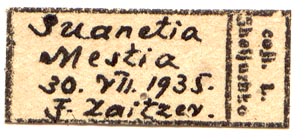 Callimorpha dominula swanetica, male labels, color image