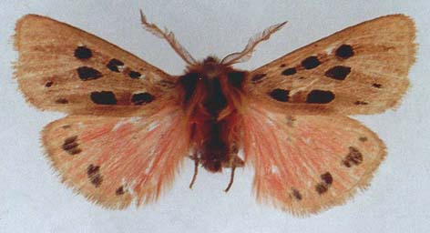 Chelis maculosa stertzi, color image