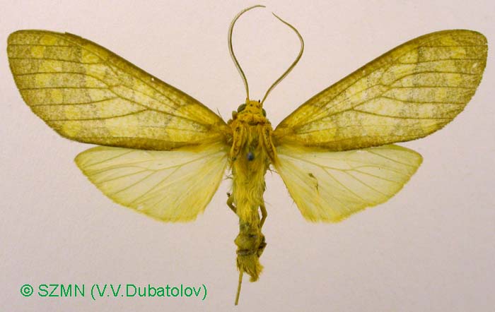 Elysius sebrus, color image