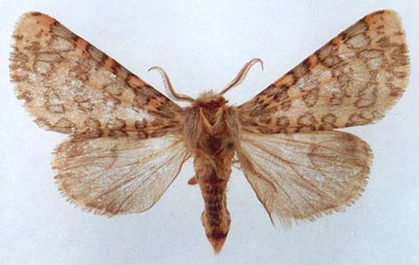 Nebrarctia semiramis elbursi, color image
