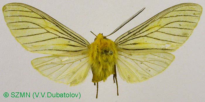 Pachydota nervosa, color image