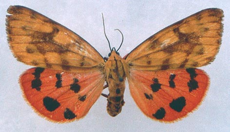 Rhyparioides amurensis, color image
