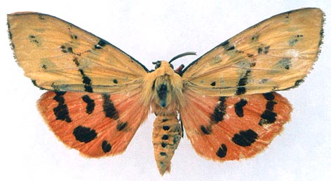 Rhyparioides amurensis, color image