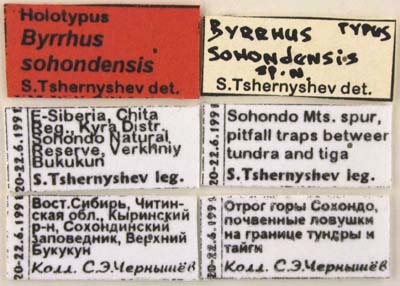 Holotype labels, color image