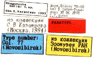 Paratype labels, color image