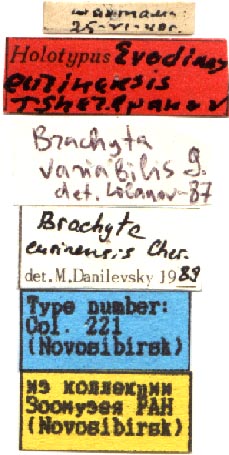 Holotype labels, color image