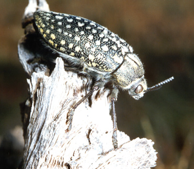 Julodis variolaris, color photo