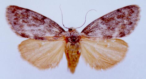 Hypeugoa glavogrisea, color image