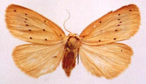 Stigmatophora flava, color image