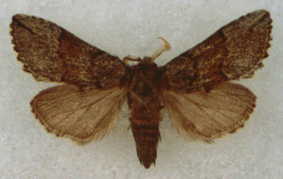 Gissarus relictus, color image