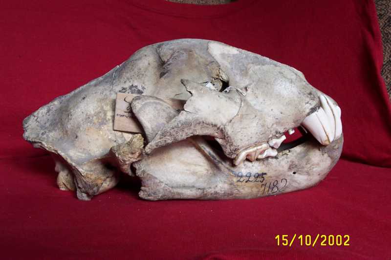 ����� Panthera tigris, ������� ����