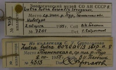 Holotype labels, color image
