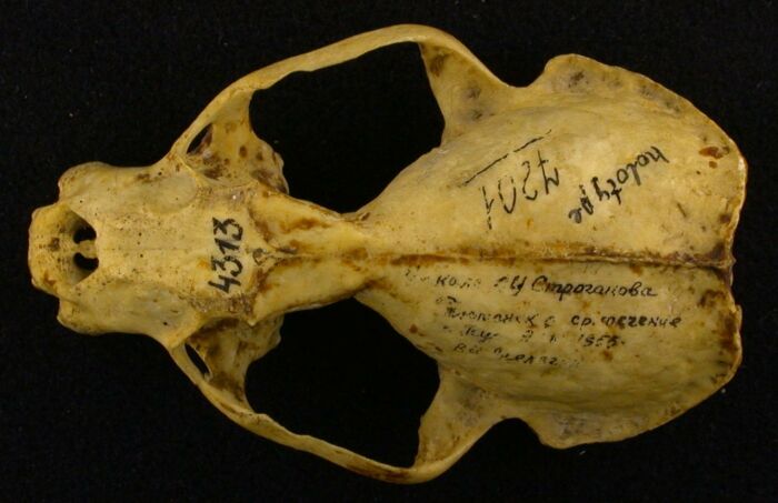 Lutra lutra borealis, holotype, color image