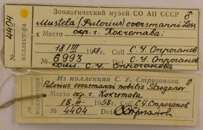 Holotype labels, color image