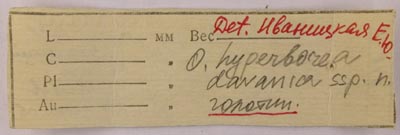 Lectotype label, color image