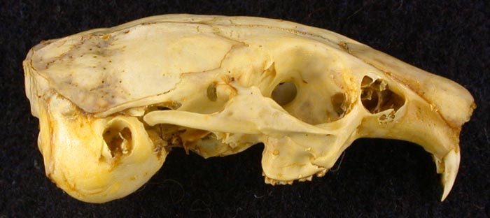 Ochotona hyperborea davanica, holotype, color image