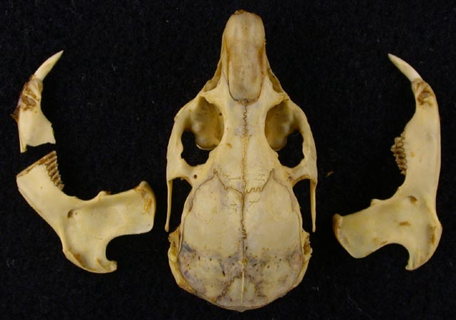 Ochotona hyperborea davanica, holotype, color image