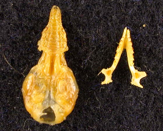 Sorex cinereus camtschatica, holotype, color image