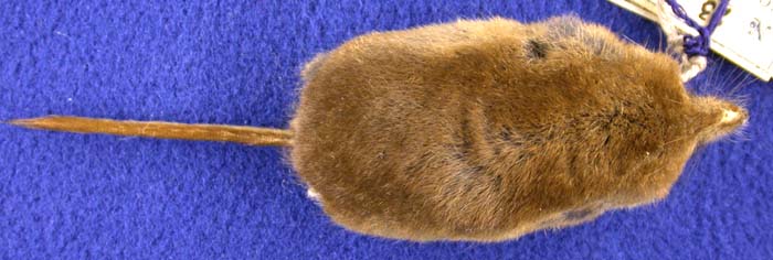 Sorex jenissejensis margarita, paratype, color image