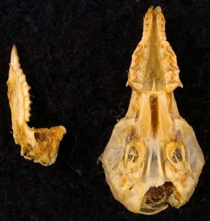 Sorex jenissejensis margarita, paratype, color image