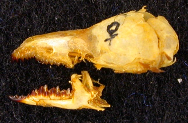 Sorex minutissimus barabensis, paratype, color image