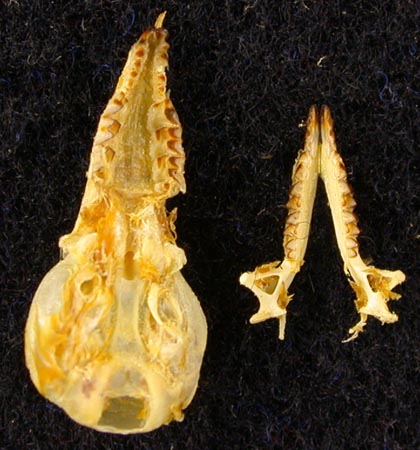 Sorex minutissimus caudata, paratype image