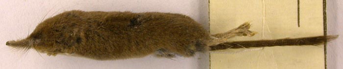 Sorex minutissimus caudata, paratype image