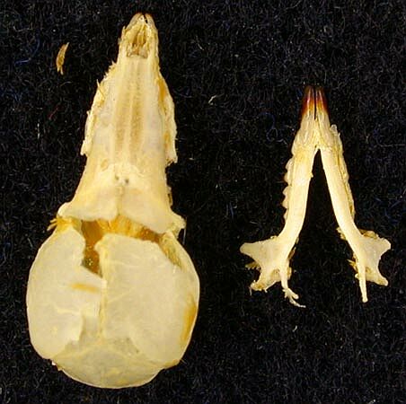 Sorex minutissimus caudata, paratype image