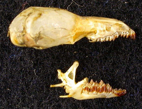 Sorex minutissimus karelicus, paratype, color image