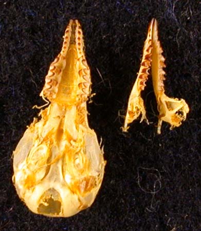 Sorex minutus heptapotamicus, holotype, color image
