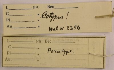 Paratype labels, color image