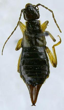 Forficula macrobasis, color image
