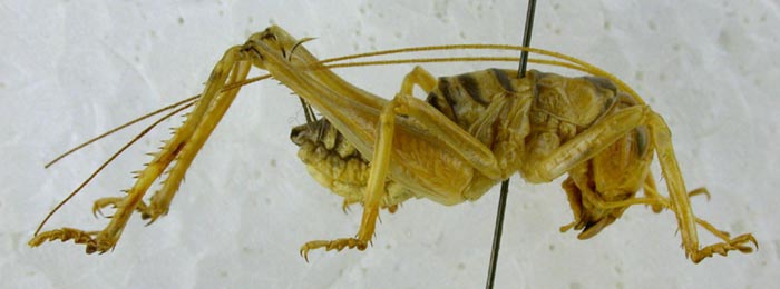 Lezina mutica, color image