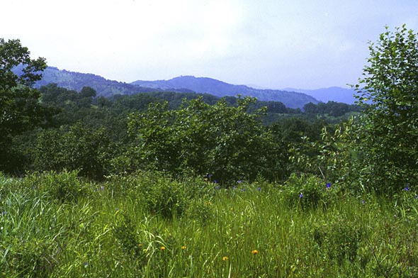 Habitat of Aeromachus inachus, color image