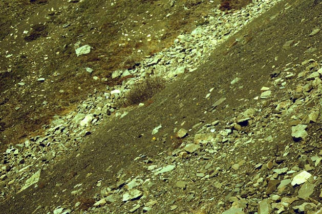 Habitat of Parnassius arcticus, color image