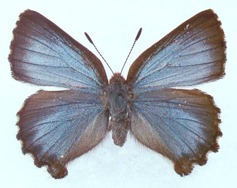 Ahlbergia ferrea korea, color image
