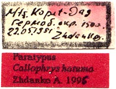 Paratype labels, color image