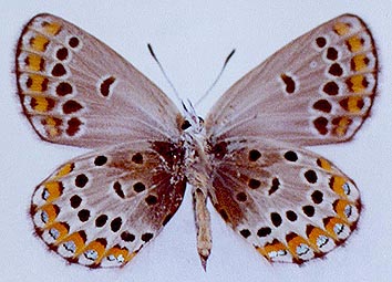 Lycaeides argyrognomon gabrieli, color image