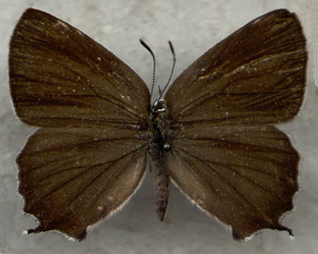 Neozephyrus japonicus, female form 0, color image
