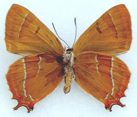 Thecla betulae daurica, color image