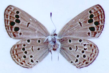 Turanana dushak, holotype, color image