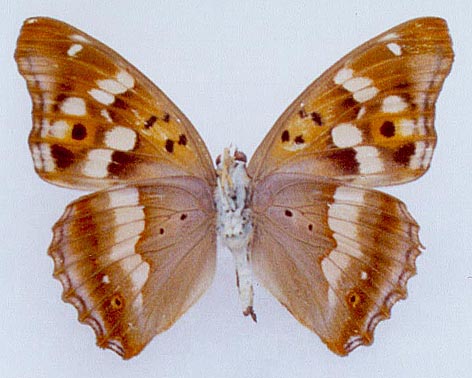 Apatura hybrid, color image