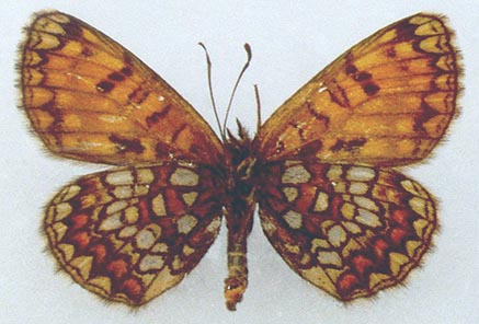 Mellicta athalia hyperborea, color image