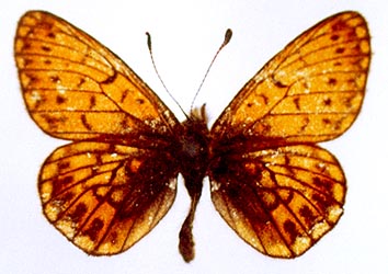 Proclossiana eunomia stromi, color image